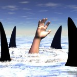 sharks